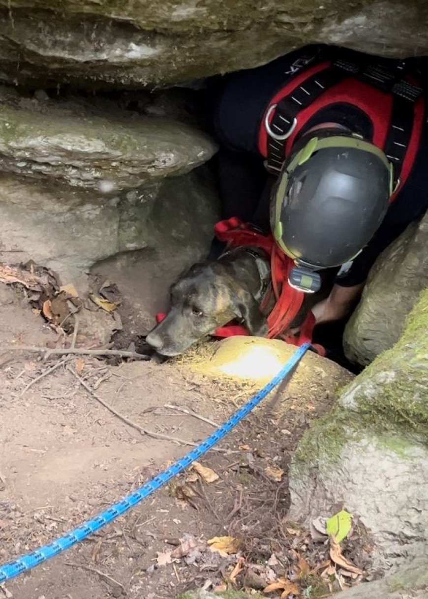 Video: Tenn. first responders rescue dog trapped for days with bear inside cave