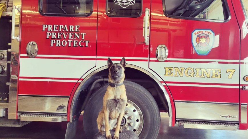 S.D. fire department K-9 receives disaster search certification